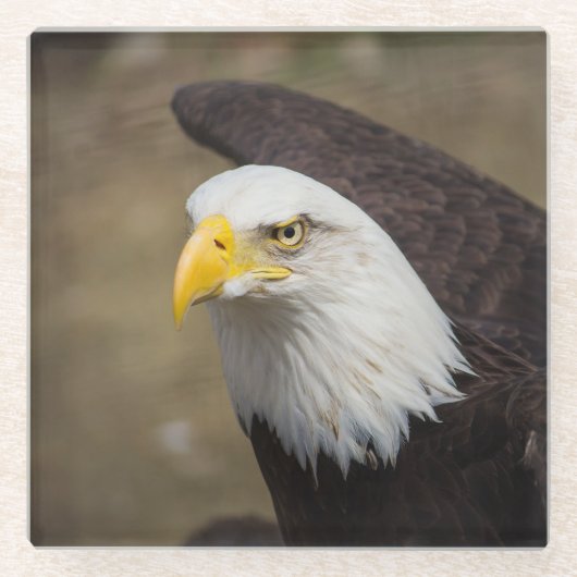 Bald Eagle Strength – Bold Coaster Set Glasuntersetzer (Vorderseite)