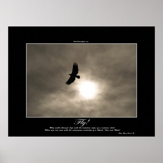 Bald Eagle & Sun Foto Poster (Vorne)
