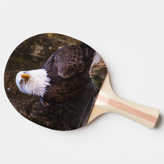Bald Eagle Tischtennis Schläger (Seitenansicht)