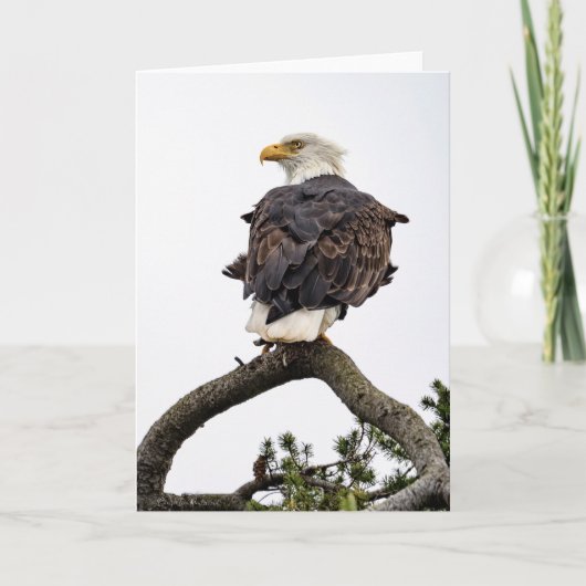 Bald Eagle Tree Danke Karte (Vorderseite)