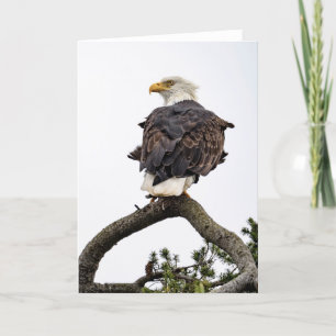 Bald Eagle Tree Danke Karte