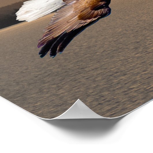 Bald Eagle über olympisches Gebirge Sonnenuntergan Poster (Ecke)