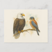 Bald Eagle und American Kestrel Raptor Postkarte (Vorderseite)