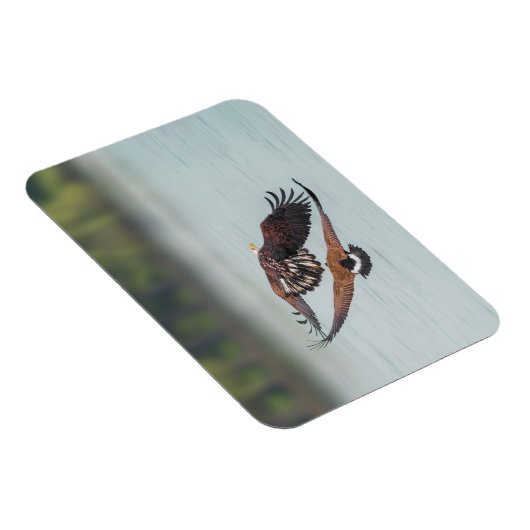 Bald Eagle und Gänse Foto Wildlife Magnet (Rechte Seite)