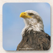 Bald Eagle Untersetzer (Vorderseite)