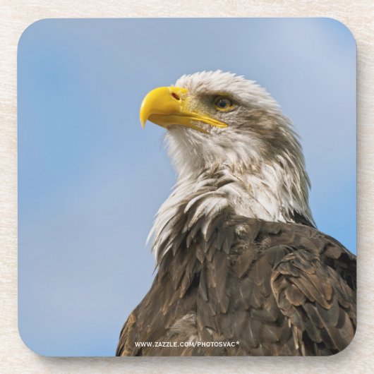 Bald Eagle Untersetzer (Vorderseite)