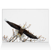 Bald Eagle Up (Innenansicht Horizontal (Oben))