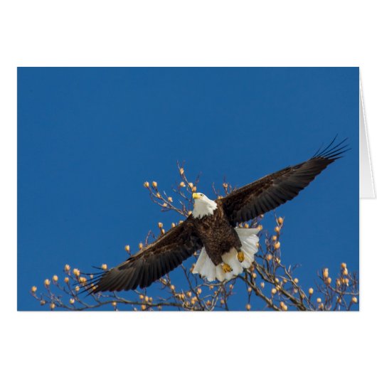 Bald Eagle Up (Vorderseite (Horizontal))