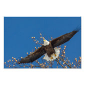 Bald Eagle Up Fotodruck (Vorne)