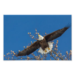 Bald Eagle Up Fotodruck