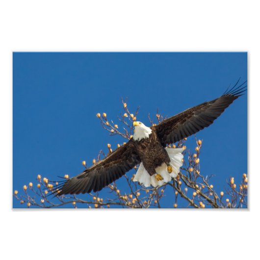 Bald Eagle Up Fotodruck (Vorne)
