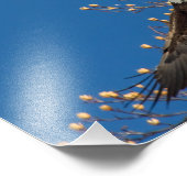 Bald Eagle Up Fotodruck (Ecke)