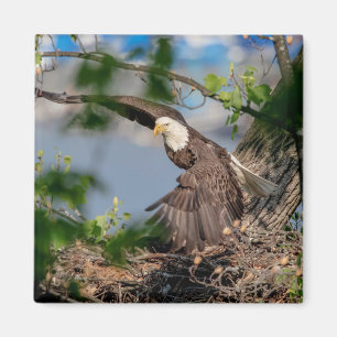Bald Eagle verlassend Nest Magnet