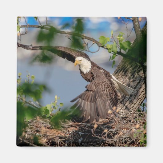Bald Eagle verlassend Nest Magnet (Vorne)