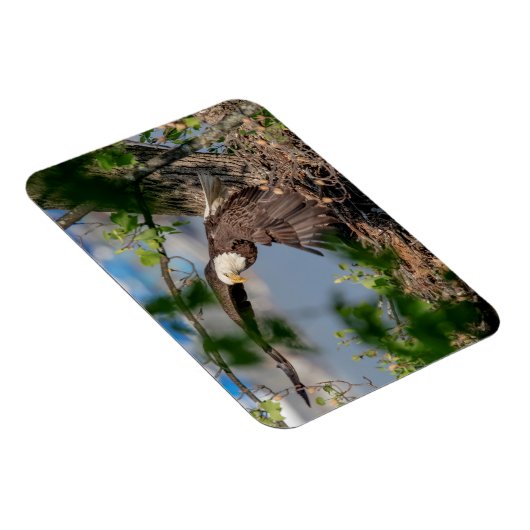 Bald Eagle verlassend Nest Magnet (Rechte Seite)