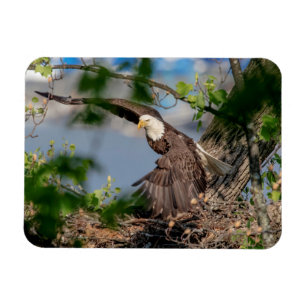 Bald Eagle verlassend Nest Magnet