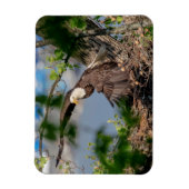 Bald Eagle verlassend Nest Magnet (Vertikal)