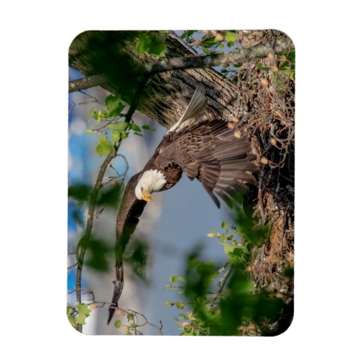 Bald Eagle verlassend Nest Magnet (Vertikal)