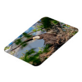 Bald Eagle verlassend Nest Magnet (Linke Seite)