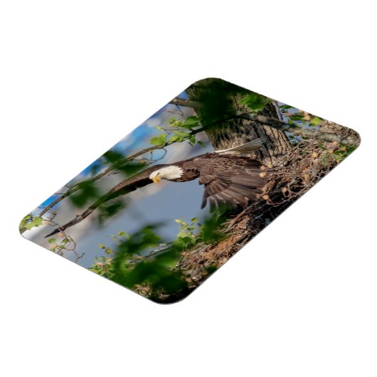 Bald Eagle verlassend Nest Magnet (Linke Seite)