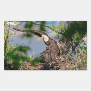 Bald Eagle verlassend Nest Rechteckiger Aufkleber