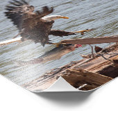 Bald Eagle versucht mit Lachs auszufliegen Fotodruck (Ecke)