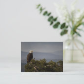 Bald Eagle - Visitenkarte (Stehend Vorderseite)