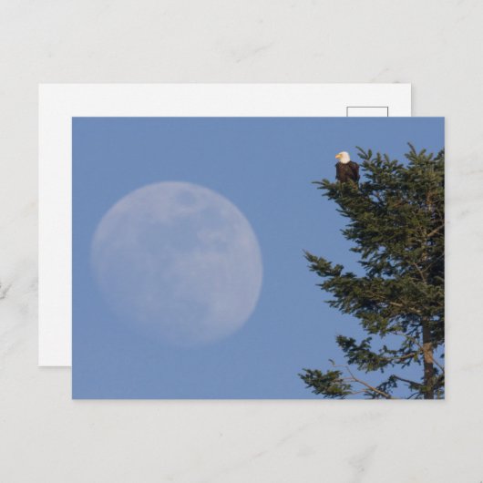 Bald Eagle | Vollmond ansteigen Postkarte (Vorne/Hinten)