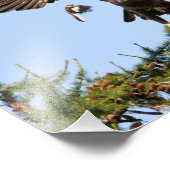 Bald Eagle von einem Spottdrossel gejagt Fotodruck (Ecke)