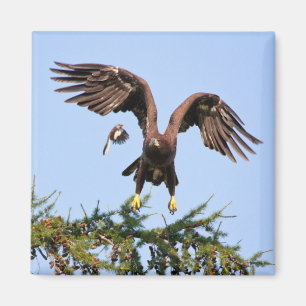 Bald Eagle von einem Spottdrossel gejagt Magnet