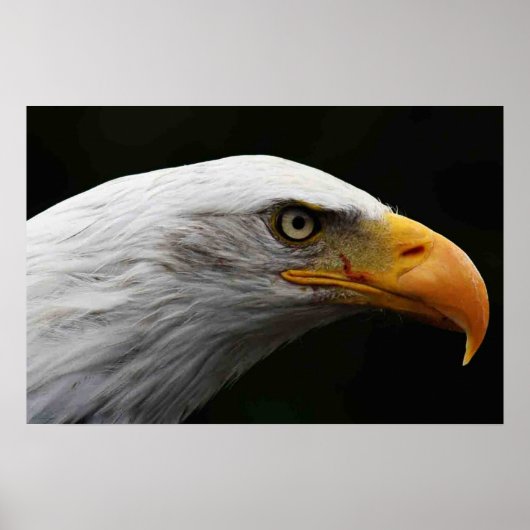 Bald Eagle wapcn Poster (Vorne)