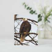 Bald Eagle Watercolor Postkarte (Stehend Vorderseite)
