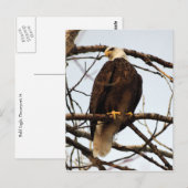 Bald Eagle Watercolor Postkarte (Vorne/Hinten)