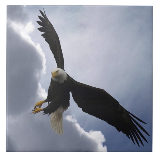 Bald Eagle Wildlife Foto Gift Tile oder Trivet Fliese (Vorderseite)