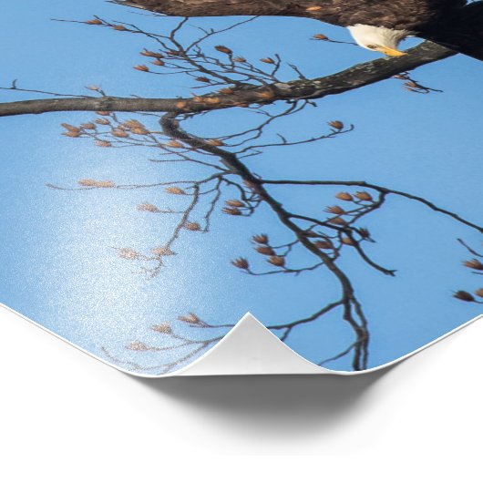Bald Eagle Wing Drop Fotodruck (Ecke)