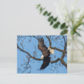 Bald Eagle Wing Drop Postkarte (Stehend Vorderseite)