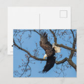 Bald Eagle Wing Drop Postkarte (Vorne/Hinten)