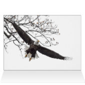 Bald Eagle Wingspread (Innenansicht Horizontal (Oben))