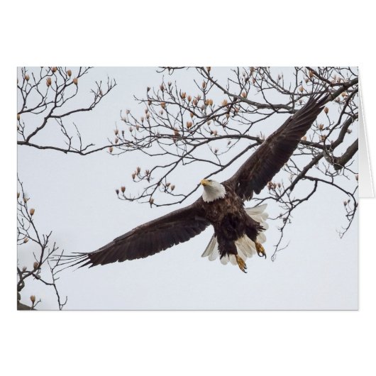 Bald Eagle Wingspread (Vorderseite (Horizontal))