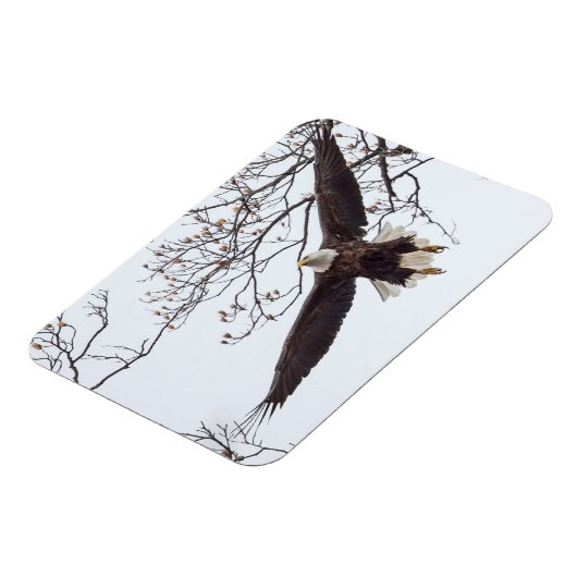 Bald Eagle Wingspread Magnet (Linke Seite)