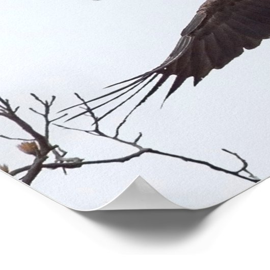 Bald Eagle Wingspread Poster (Ecke)