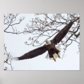 Bald Eagle Wingspread Poster (Vorne)