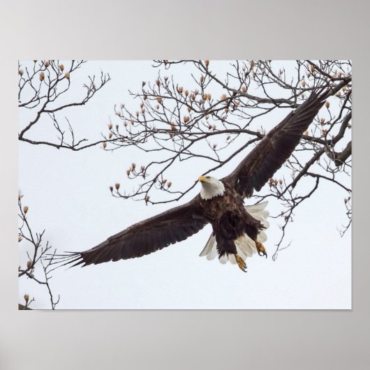 Bald Eagle Wingspread Poster (Vorne)