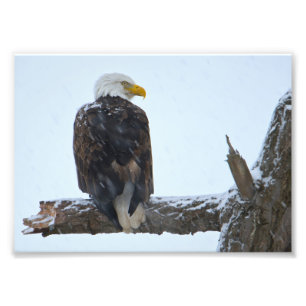 Bald Eagle Winter Foto Print
