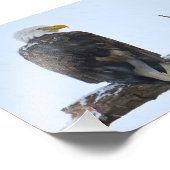 Bald Eagle Winter Foto Print (Ecke)