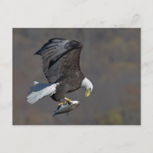 Bald Eagle with a fish Postkarte