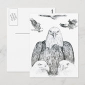 Bald Eagle Zeichnend Postkarte (Vorne/Hinten)