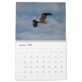 Bald Eagles 2026 Kalender (Jan 2027)