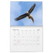 Bald Eagles, American Symbol Calendar Kalender (Feb 2026)