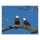 Bald Eagles Fotodruck (Vorne)